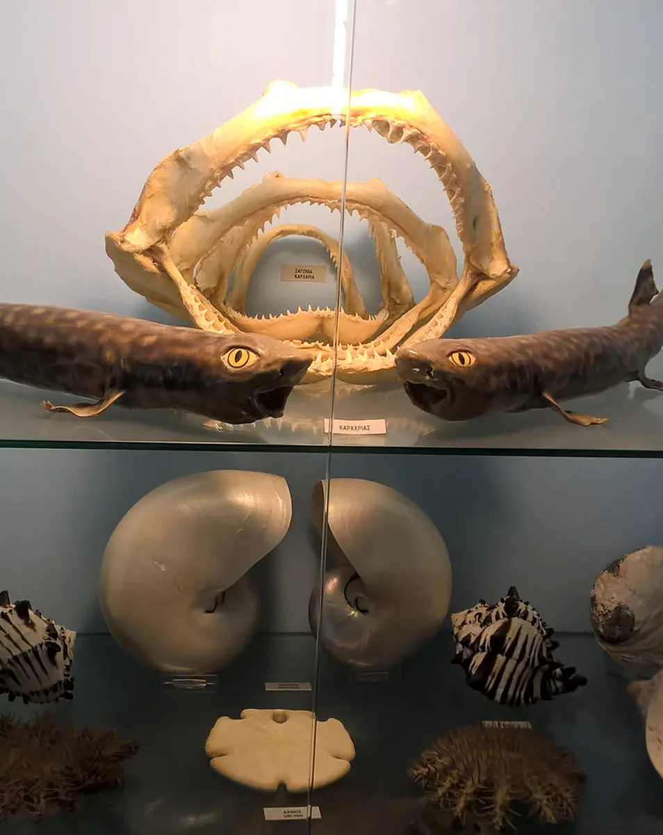 Λυγουριό Μουσείο Φυσικής Ιστορίας